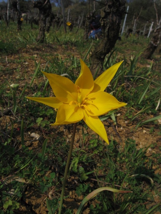 Tulipa sylvestris